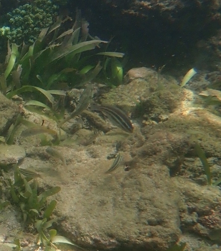 Scarus iseri