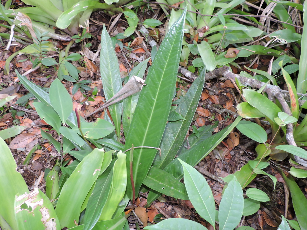 Anthurium sellowianum; photograph (c) Fabrício Mil Homens Riella, some rights reserved (CC BY)