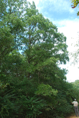 Quercus austrina
