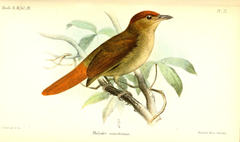 Chestnut-Crowned Foliage-Gleaner photo 2