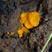 Cowpat Gem - Photo (c) Donna Pomeroy, some rights reserved (CC BY-NC), uploaded by Donna Pomeroy