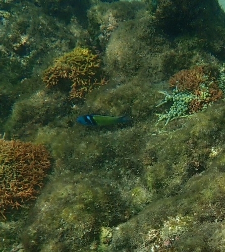 Thalassoma bifasciatum