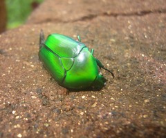 Heterorrhina elegans