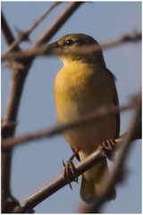 Ploceus jacksoni