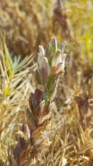 Chloropyron molle hispidum