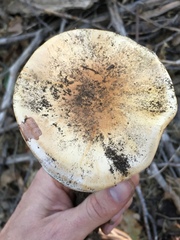 Phlegmacium variosimile