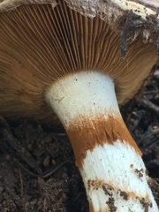 Phlegmacium variosimile