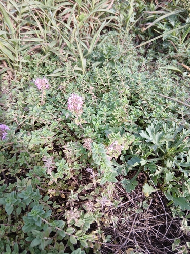 Thymus semiglaber, photograph 2