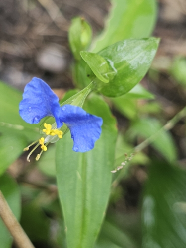 Asiatic dayflower
