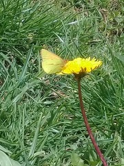 Colias dimera