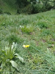 Colias dimera