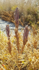 Chloropyron molle hispidum