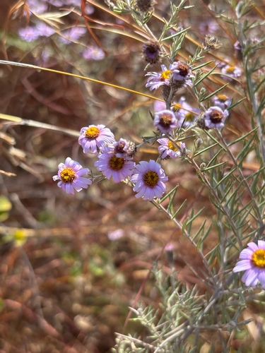 Athrixia rosmarinifolia