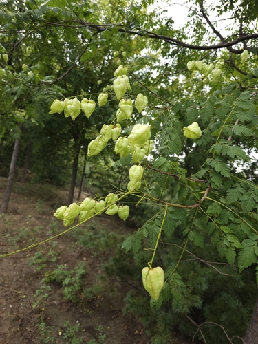 golden rain tree