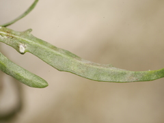 Erysiphe cruciferarum