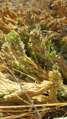 Chloropyron palmatum