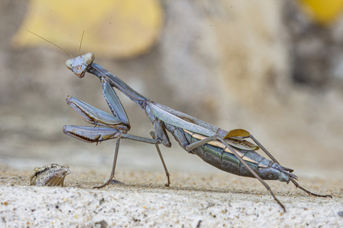 Mediterranean Mantis