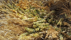 Chloropyron palmatum