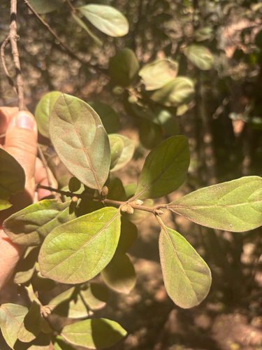 Sericanthe andongensis engleri