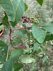Phytolacca americana