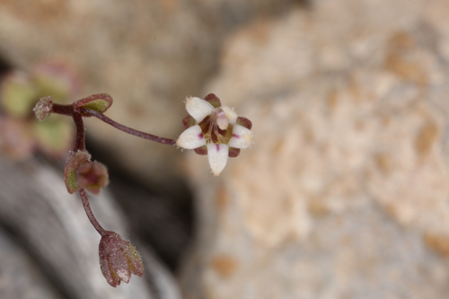 Badger Flat threadplant (Nemacladus inyoensis)