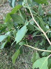Phytolacca americana