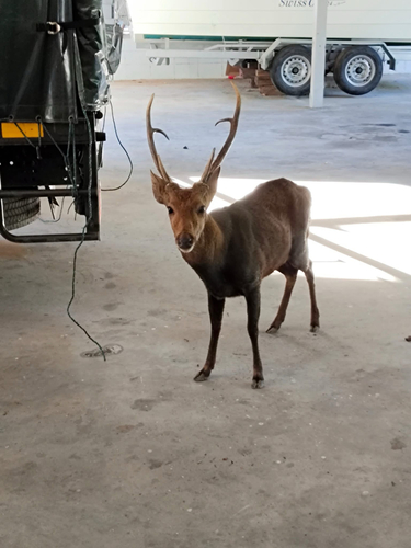 Indochinese Hog Deer