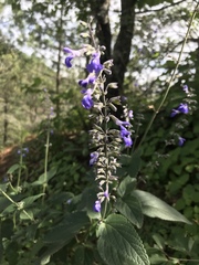 Salvia urolepis