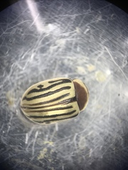 Zygogramma exclamationis