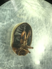 Zygogramma exclamationis