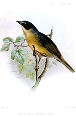 Black-Eared Hemispingus photo 4