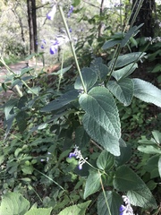 Salvia urolepis