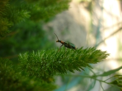 Clanoptilus marginellus