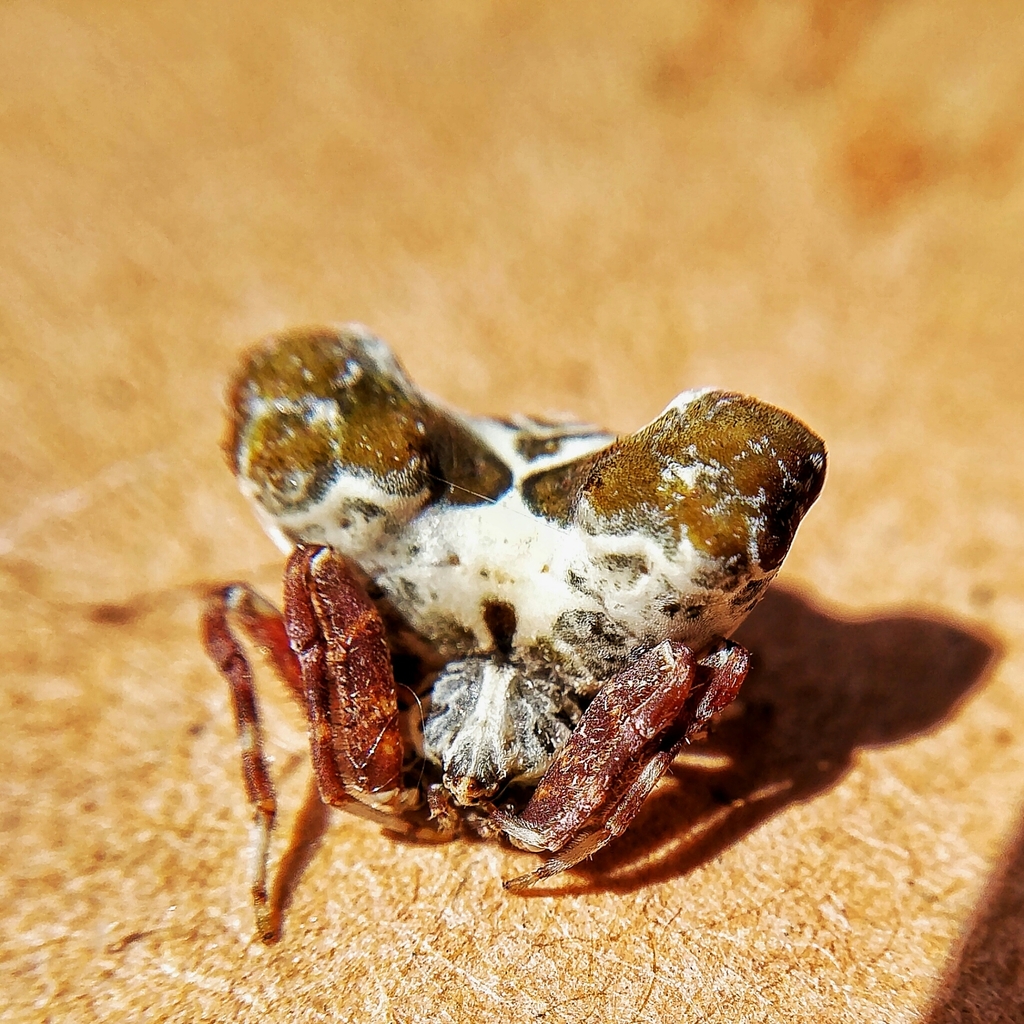 Celaenia olivacea