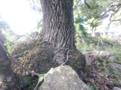 Quercus glaucoides