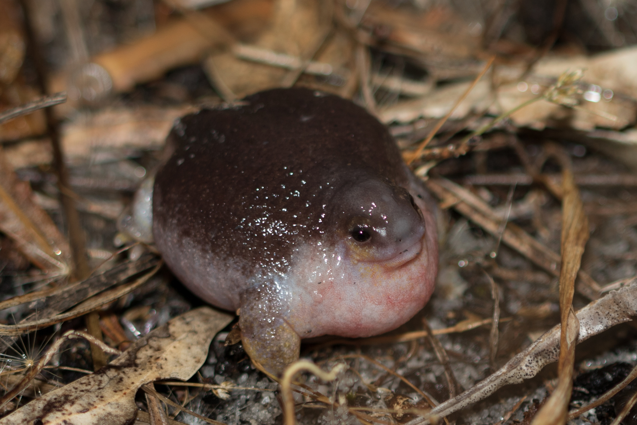 Frog And Turtle Combined