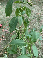 Phytolacca americana
