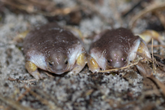 Turtle Frog photo 5