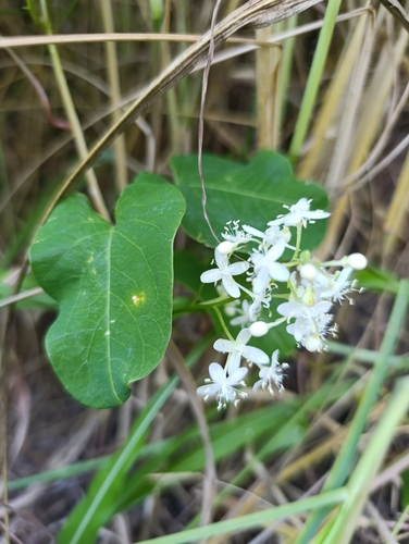 Rockroot (Agdestis clematidea)