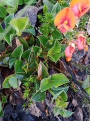 Podolobium procumbens