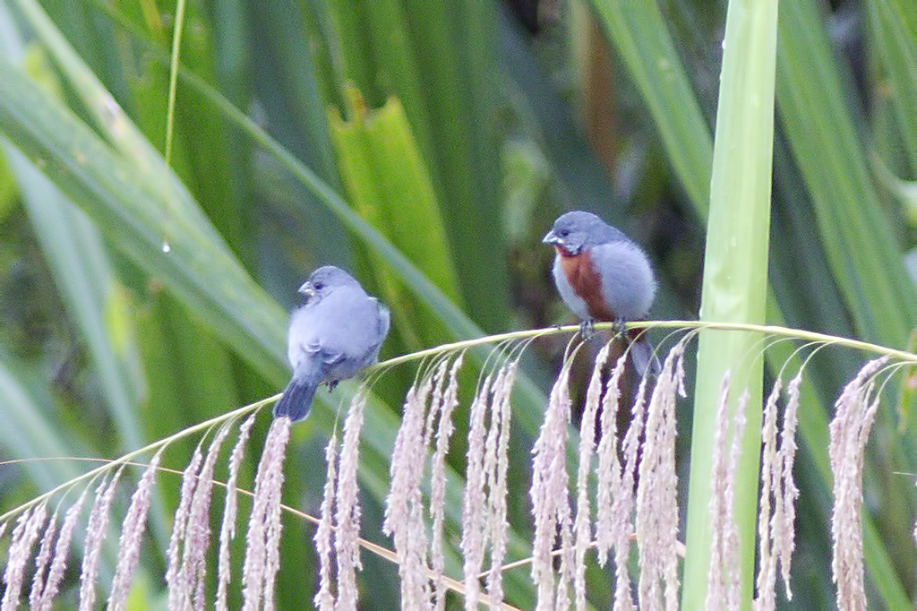 Chestnut-bellied Seedeater
