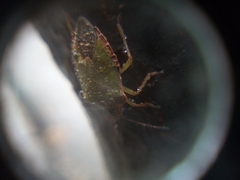 Palomena prasina