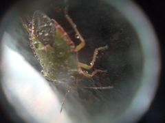 Palomena prasina