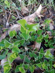 Podolobium procumbens