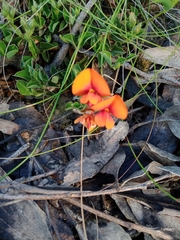 Podolobium procumbens