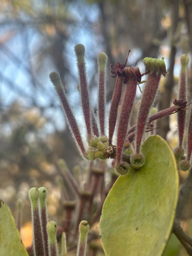 Tapinanthus erianthus