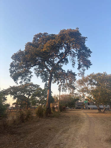 Mobola Plum