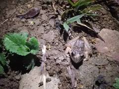 Limnonectes microdiscus