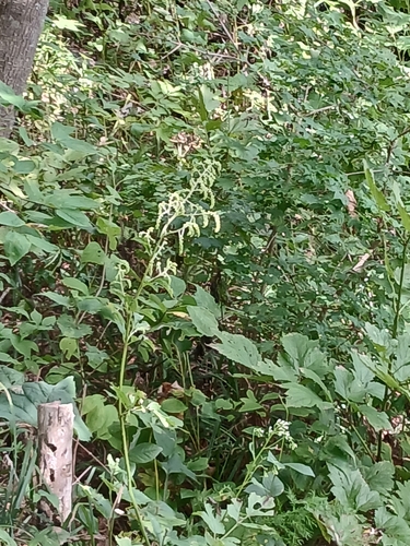 Actaea dahurica, photograph 5