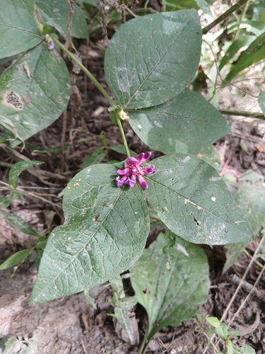 Ohwi's vetch (Vicia ohwiana)